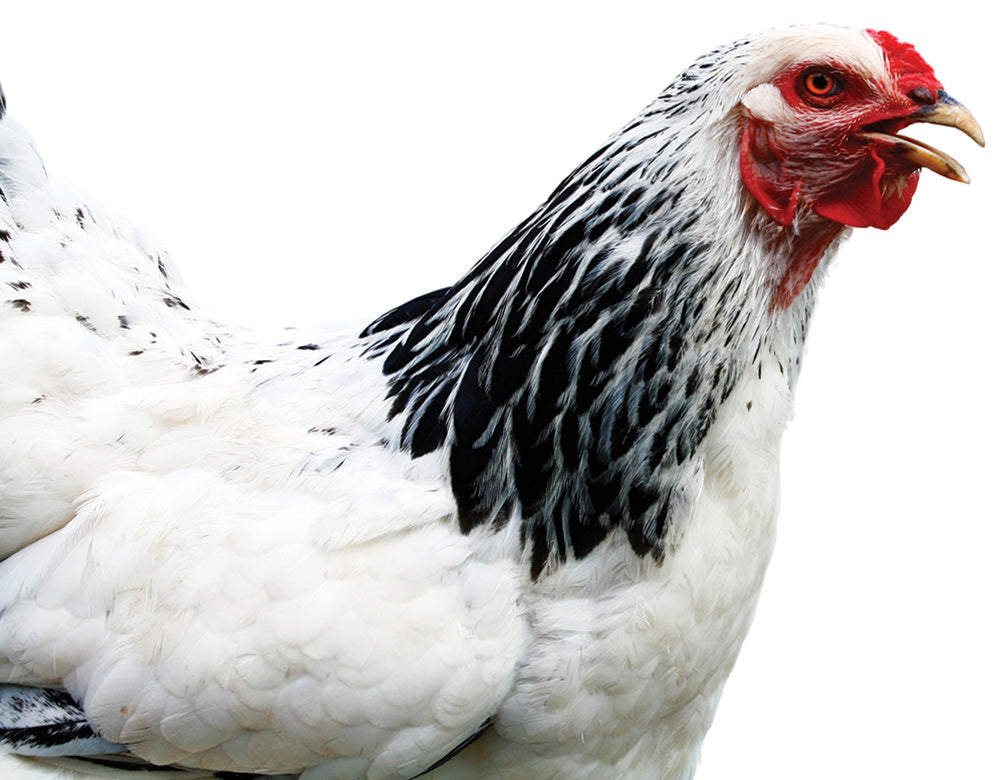 The Best Joint Supplements The Chicken or The Egg… or the Cow?